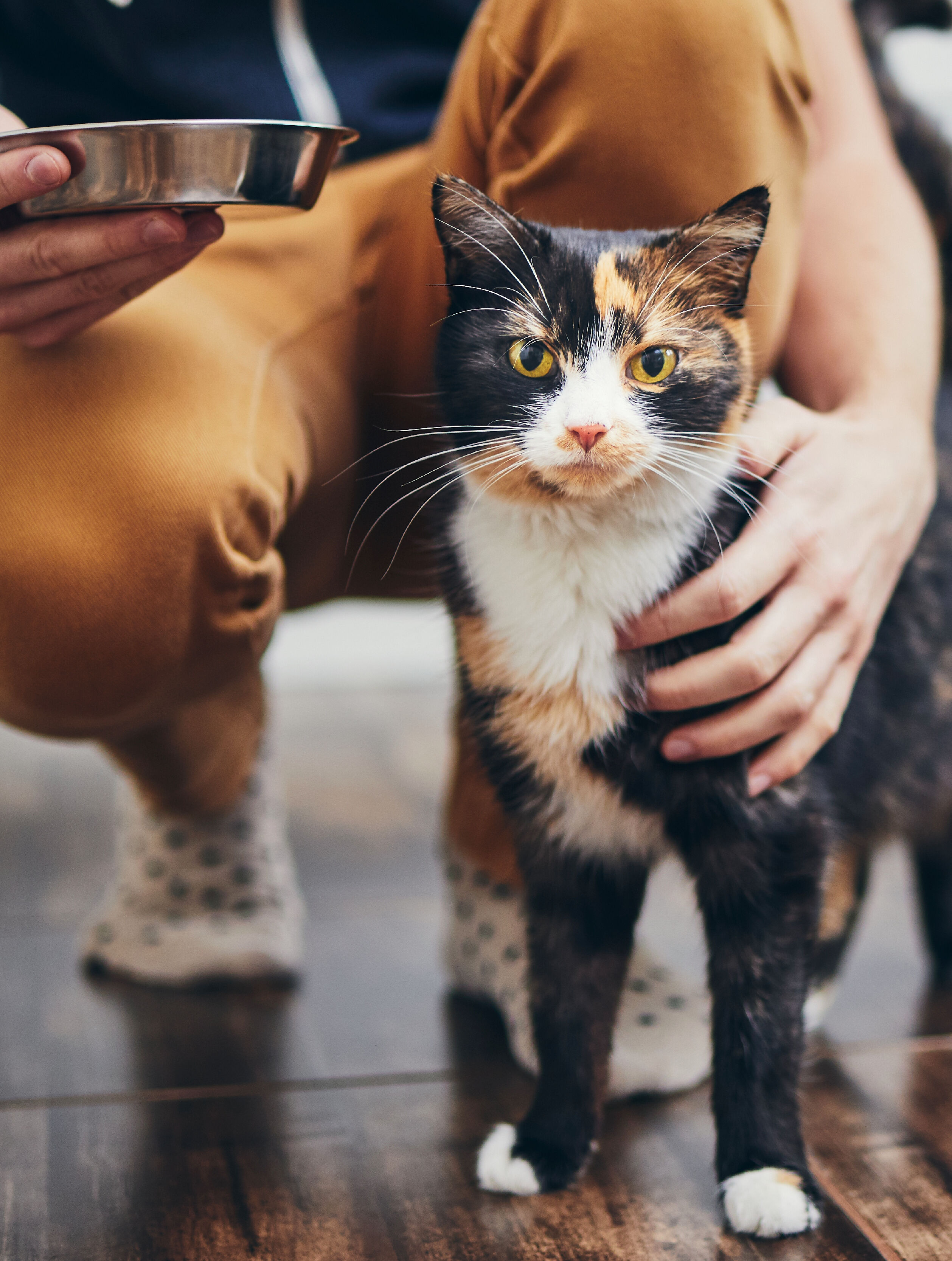 person with cat and food bowl